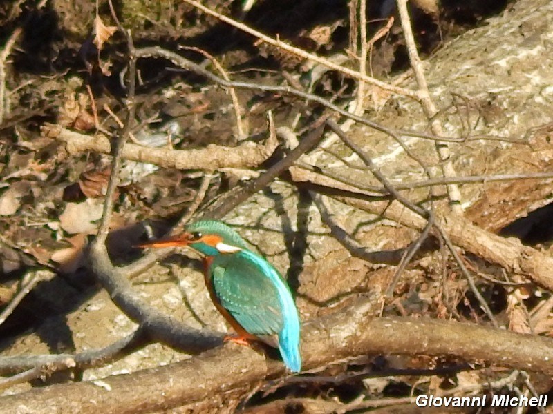 Martin pescatore ambientato